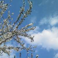 spring